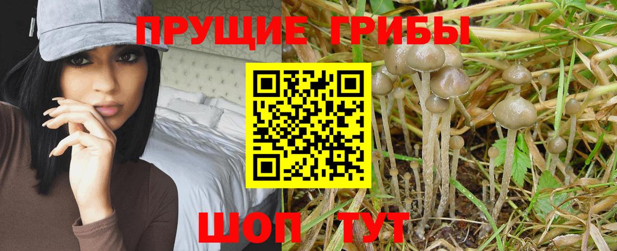 Ставрополь  Псилоцибиновые грибы Cubensis  Псилоцибиновые грибы GOLDEN TEACHER  Вход с VPN 